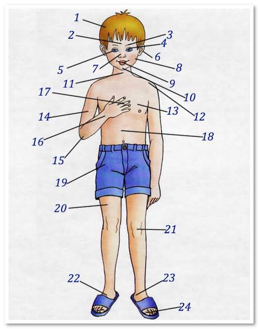 части тела на английском